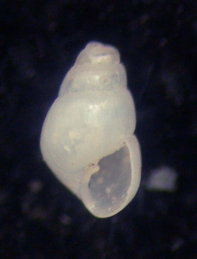 odostomia lukisi